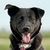 Pauli Portrait Privat